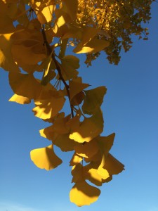 ginko 2